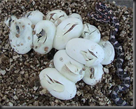 Corn snake eggs - yuk