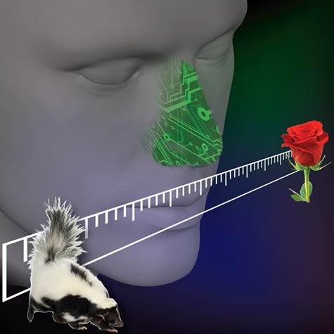 Smelling a range of smells