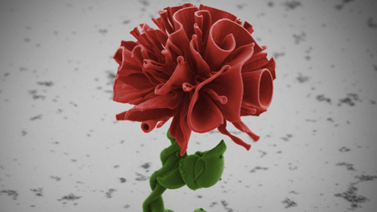 Microscopic flower the size of a human hair